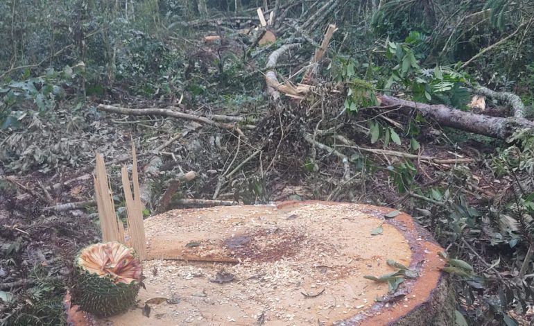 Polícia Ambiental prende grupo por corte ilegal de araucárias em Imbituva e aplica multa de quase R$ 300 mil