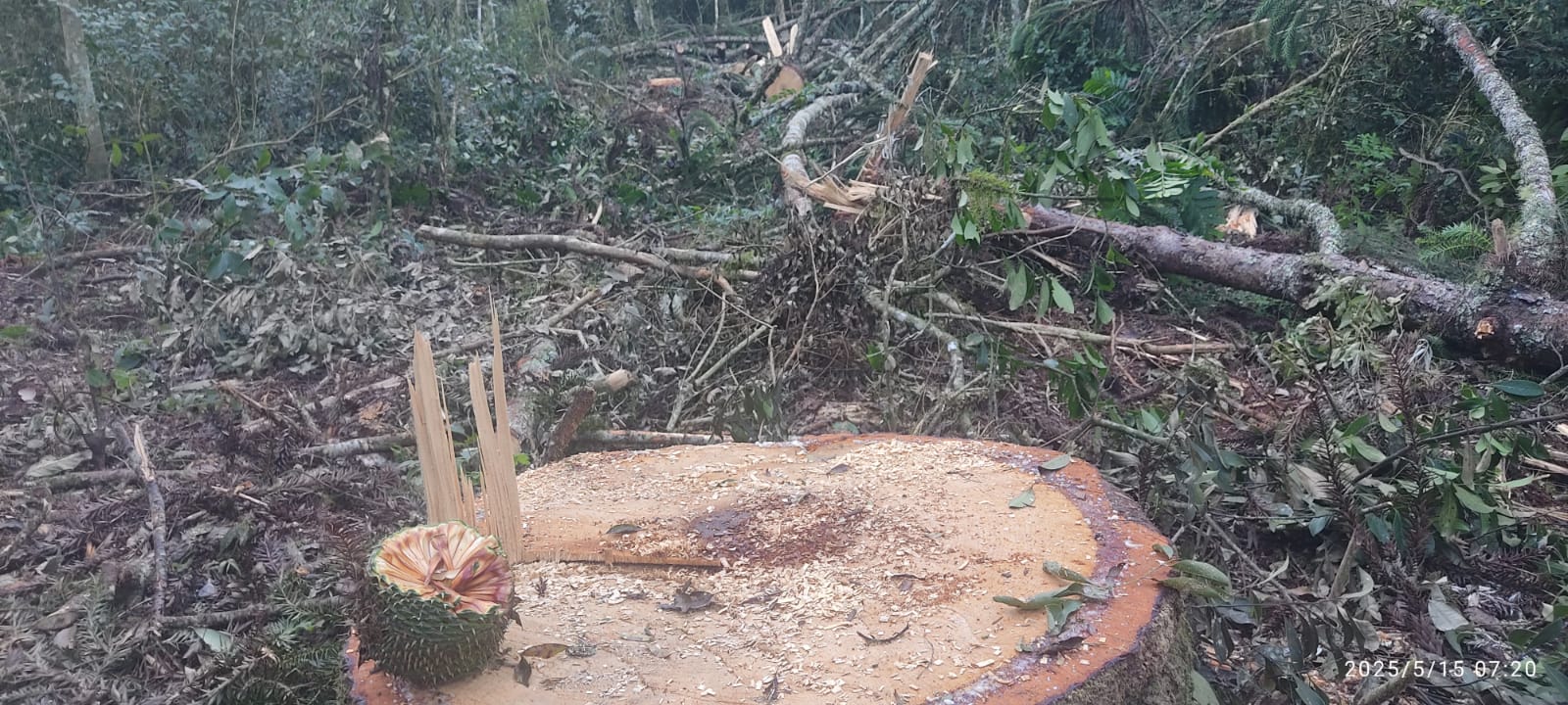 Polícia Ambiental prende grupo por corte ilegal de araucárias em Imbituva e aplica multa de quase R$ 300 mil