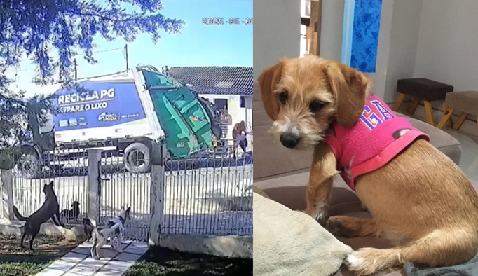 Caminhão da coleta de lixo de PG atropela cachorra e funcionário joga animal no triturador