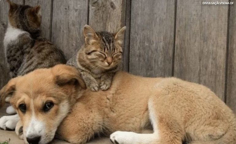 Governo sanciona lei que proíbe e criminaliza tatuagens e piercings em pets