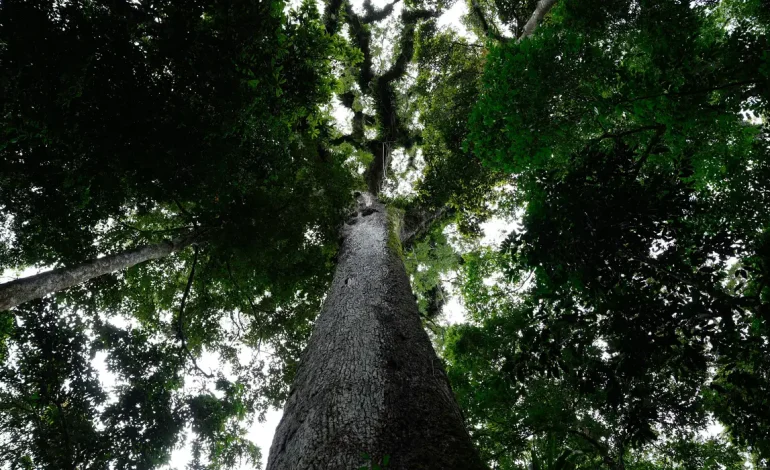Lula sanciona lei do licenciamento ambiental com 63 vetos
